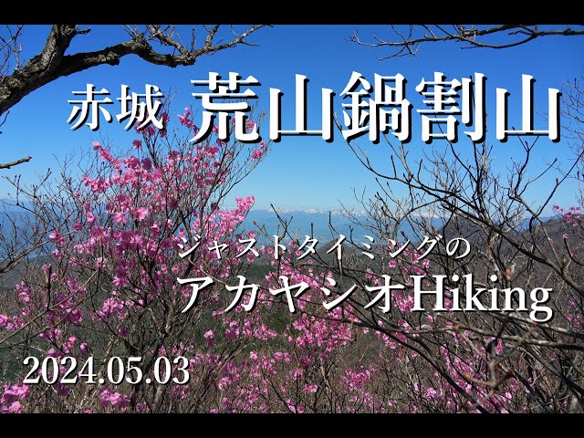 赤城【荒山鍋割山】アカヤシオHikingはジャストタイミング(`･ω･´)b　2024.05.03