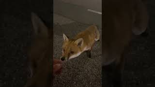 Man Thinks He's An Animal Whisperer