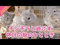 【Premieres】チンチラと過ごす休日の朝のひととき Holiday morning with chinchilla