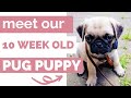 ALL ABOUT OUR 10 WEEK OLD PUG PUPPY | Meet Tucker!