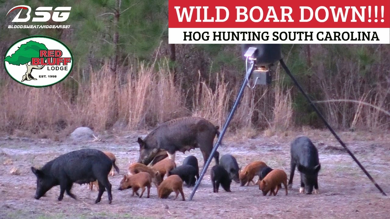 wild hog hunting trips in south carolina