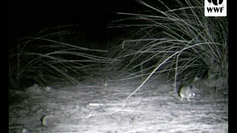 Long tailed dunnart caught on camera trap in Southwest Australia - DayDayNews