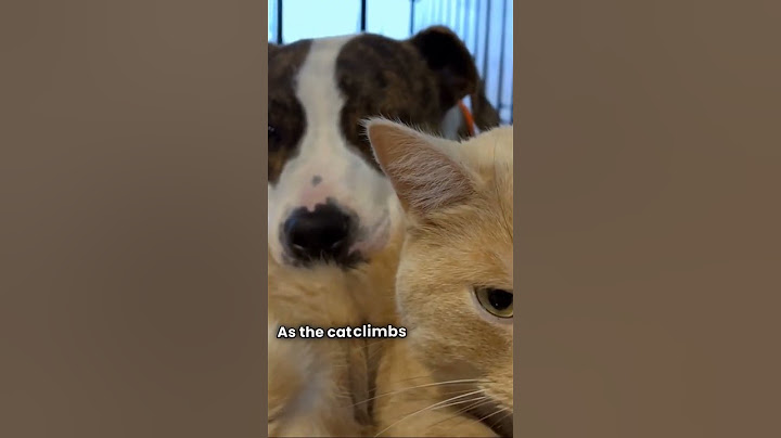 “Titanic, but They Have Tails and Zero Worries 🐾🛳️” #shorts #CatAndDog #TitanicParody #YouTubeShorts