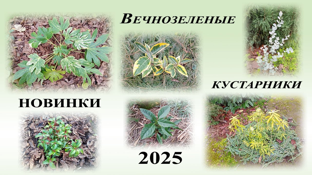Новинки вечнозеленых кустарников, декабрь 2025 года.