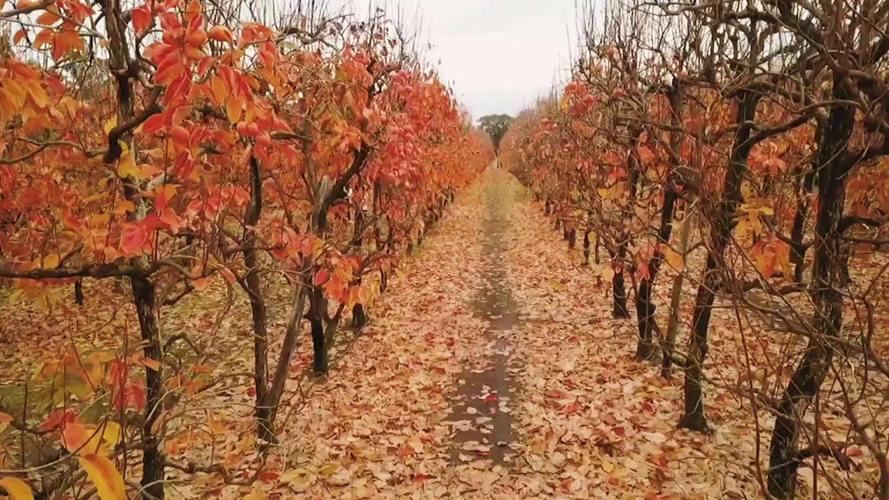Fall season Perth Australia YouTube