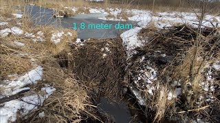 1.8 meters of height BEAVER DAM REMOVAL!