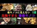 【ゆっくり解説】毒キノコに見えないヤバすぎる「毒毒キノコ」8選