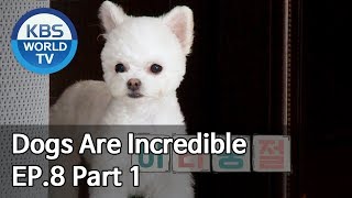 Dogs are incredible | 개는 훌륭하다 EP.8 Part 1 [SUB : ENG/2020.01.14]