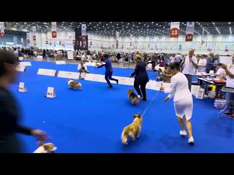 WORLD DOG SHOW 2023 GENEVA - Pembroke Welsh Corgi Best of Breed (Winner Dalbong from Philippines)