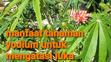yodium | manfaat getah tanaman yodium untuk mengobati luka