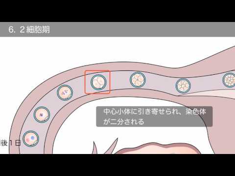 【解剖学】卵管・受精の様子（要点の整理）