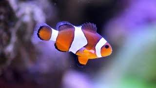 Clownfish Breeding Set Up Tour