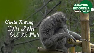 Owa Jawa dan Lutung Jawa | Amazing Indonesia Jawa Barat
