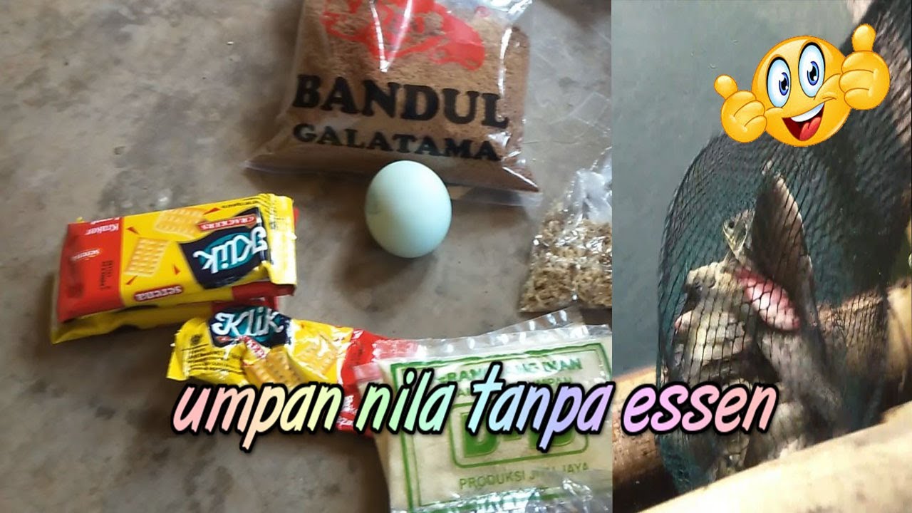 UMPAN IKAN NILA LIAR SIANG DAN MALAM HARI TANPA ESSEN DARI PELET BANDUL
