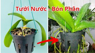 Cách tưới nước bón phân cho lan hồ điệp khi mới trồng @Cuocsongthuc6789