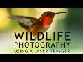 Wildlife Photography Using a Laser Trigger