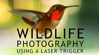 Wildlife Photography Using a Laser Trigger screenshot 2