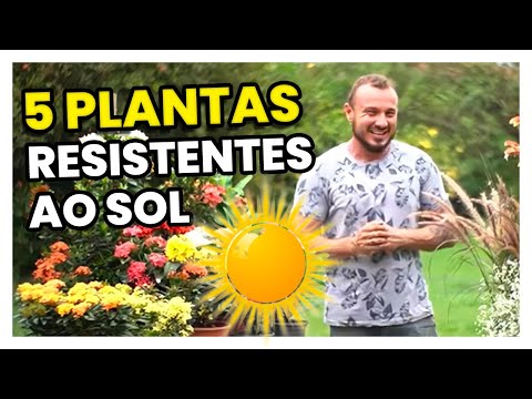 Vídeo: Plantas e árvores que amam o calor: aprenda sobre as plantas da zona 8 para sol pleno