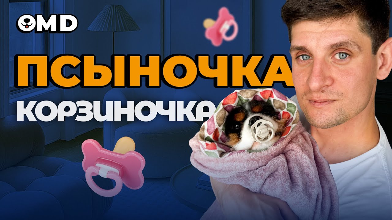 Что будет если очеловечивать собаку? Правильное воспитание