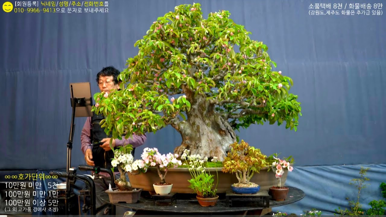 😊4월 4일(土) 220회차 Live 방송 【스마일분재경매(韓国の盆栽/Korean Bonsai)】 - YouTube