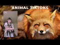 Some adorable animal TikToks to brighten up your day