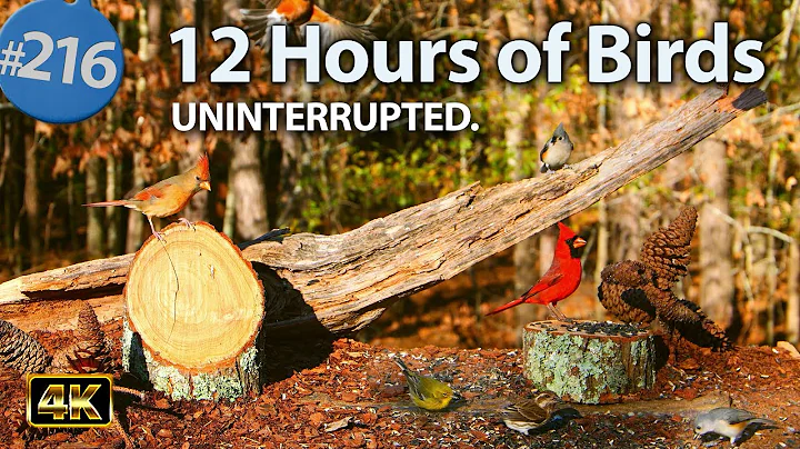 Relaxing TV for Cats 😻12 Hours of Uninterrupted Birds 🐦 Cat TV @LensMyth