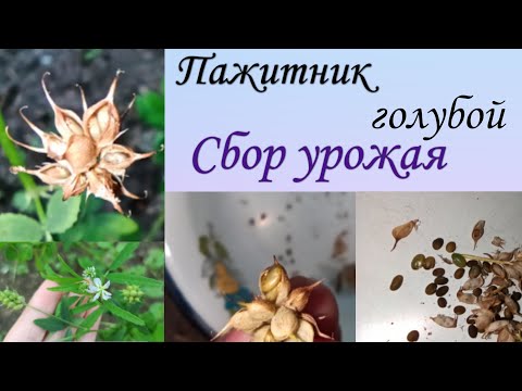 Пажитник голубой. Сбор урожая.