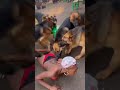 Dog attack #viral #aestheic #animals #wildlife #foryou #funny #shortvideos #viralvideos #shorts #fy