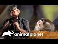 Toupeira com uma mordida "mortal" | Pequenos Gigantes da Natureza | Animal Planet