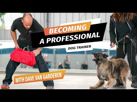 Videó: Kapcsolja be a kutyáid szeretetét egy karrierbe