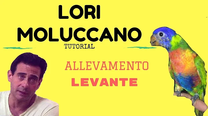 lori moluccano -tutorial-