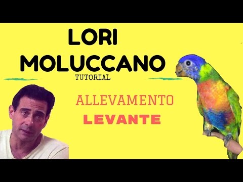 Video: Un lorichetto arcobaleno è un pappagallo?