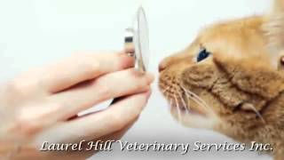 Laurel Hill Veterinary Services Inc Veterinary Services In East Smithfield