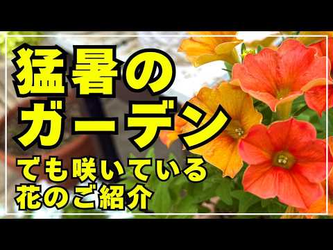 夜間ガーデニングの始め方と知っておくべきメリット5選