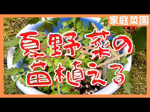 家庭菜園 プランター 畑にぶくぶく植えにて夏野菜植え付け 買ってきた苗の紹介 Youtube
