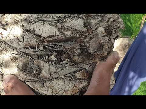 صعوبة المتعلم في وطء جذع النخلة وخاصة الجذع المتهالك