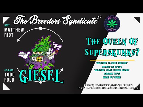 Giesel CSI x Riot Drop and Codex Update: Most Underrated Chem? Super Skunk Queen? S10 E05