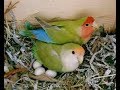 Cara Agar Lovebird Cepat Bertelur Dan Menetas