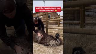 Emu Loses Its Mind After Getting Massage 