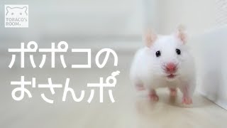 ポポコのおさんぽ。【ゴールデンハムスター】/Hamster POPOCO which takes a walk.
