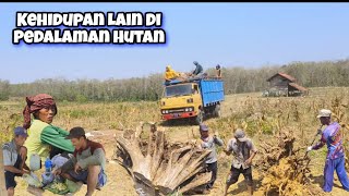 Kampung Pendongkel Akar Jati Di Pedalaman Hutan Belantara Blora Part 01