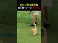 ゴルフ場で起きた面白いシーン トップ5