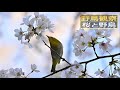 【4倍スローモーションで野鳥観察】桜に集まる様々な野鳥【特別な事は何も起らない動画】