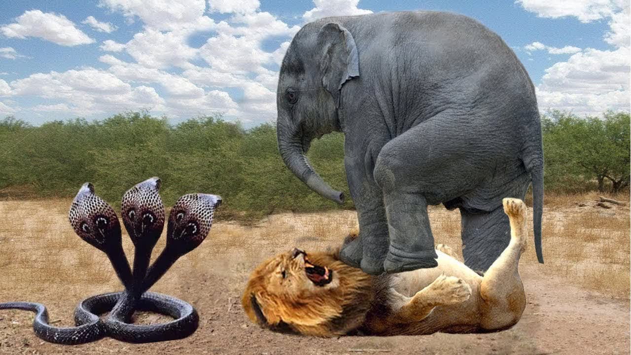 Python Too Aggressive! Leopard, Lions vs Hyenas Risked Their Lives When ...