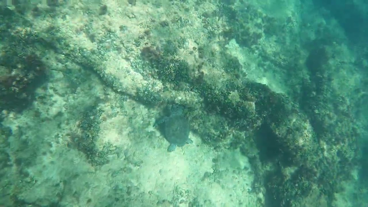 🐢❤🌊 ג׳ורג הירוק