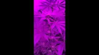 🤔"UNKNOWN SEVEN"🤔 FLOWER 30 DAY UPDATE