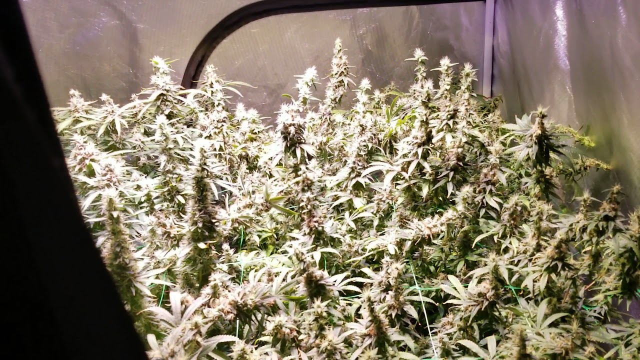 5x5 grow tent filtration