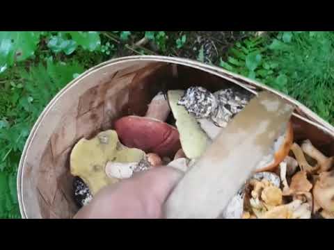 Такие лисички есть нельзя