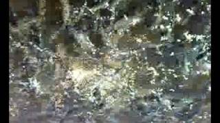 Bangus Fish Feeding in SAN JUAN 2.mp4