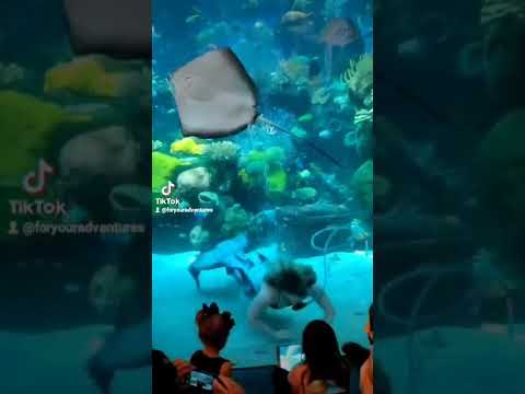 See Mermaids in Las Vegas?